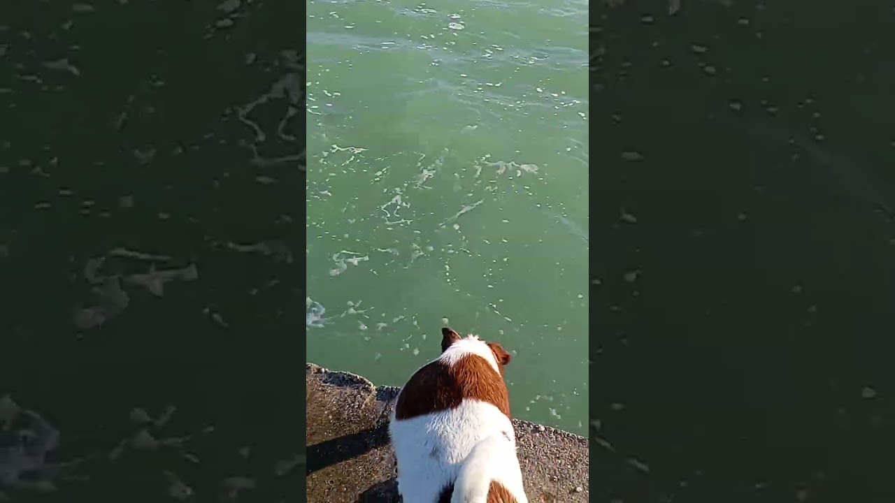 Море здравствуй! 😃 Азовское море, Степок , Федотова коса - остров Бирючий! 19 апреля 2025 год