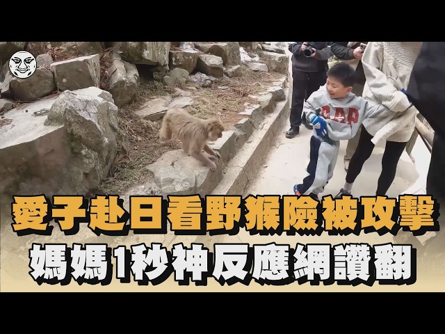 愛子赴日看野猴險被攻擊　媽媽1秒神反應網讚翻｜#全民話燒