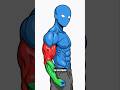 Why Your Biceps Look Small From The Front