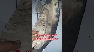 FOSIL RAHANG BAWAH BESERTA GIGI STEGODON