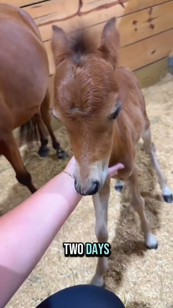 Name reveal! What did I name my baby mini horse?! #farmanimals