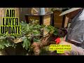 Fig Air Layer 1 Week Update: Do We Have Roots?