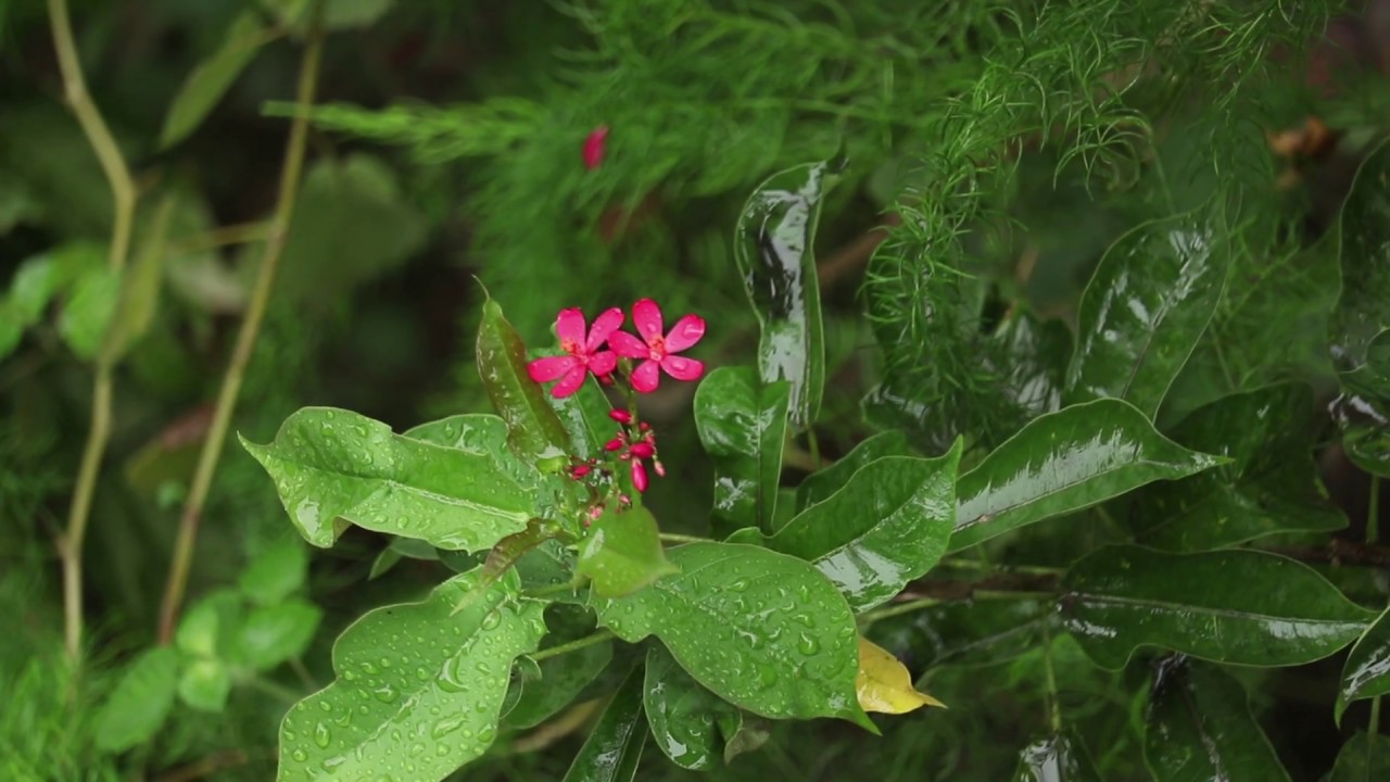 Baldha Garden