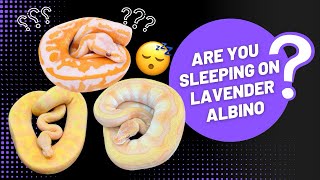 Famous Why You Will Regret Sleeping On The Lavender Albino Ball Python Project! Wealth