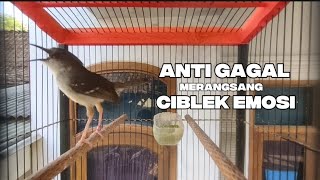 Download lagu Anti GAGAL dalam merangsang ciblek cepat bunyi dan Gacor, ciblek semi Gacor ngebren variasi
