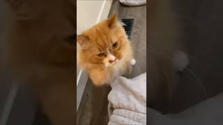 A cat with no limbs No Limbs Animal 2372227