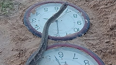 Found a snake trap using only a watch and a toy