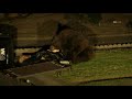 Large black bear spotted enjoying a good breakfast in Arcadia Wednesday Morning