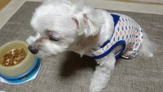 朝ご飯中　鼻吸う喉に何か？　20160713