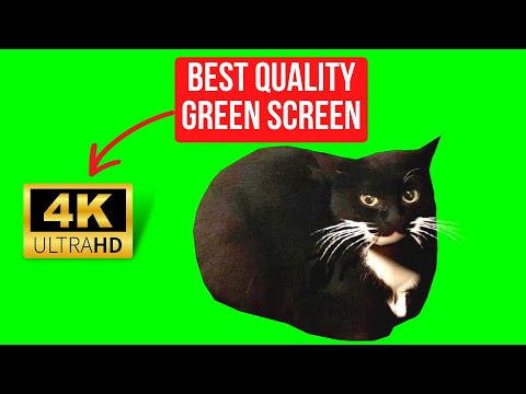Maxwell The Cat Dancing Green Screen   4k 60 FPS