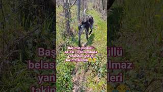 Başımın Püsküllü Belası Takipte Sürekli Şfet