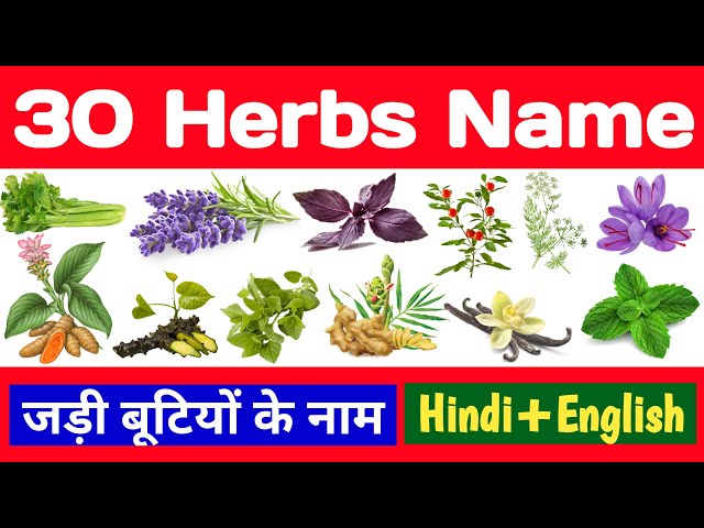 List of Top 90+ Spices and Herbs with Their Meanings in Hindi