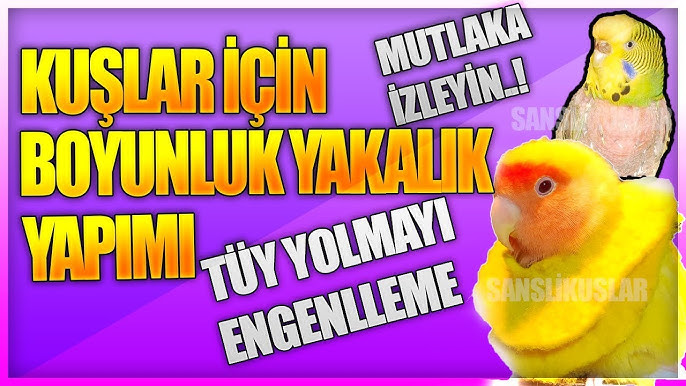 meksikada bekarlar için evlat edinme en iyi tiktoker
