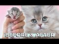 BABY KITTEN AVAYLYN 🌸 GROWS UP! 0-8 Weeks Old BEFORE & AFTER | British Longhair Blue Golden Shaded