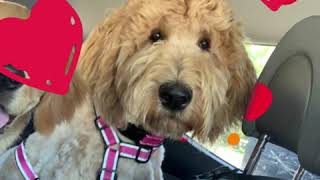Doodle Rock Rescue  - Meet Our Newest Rescue Dog!