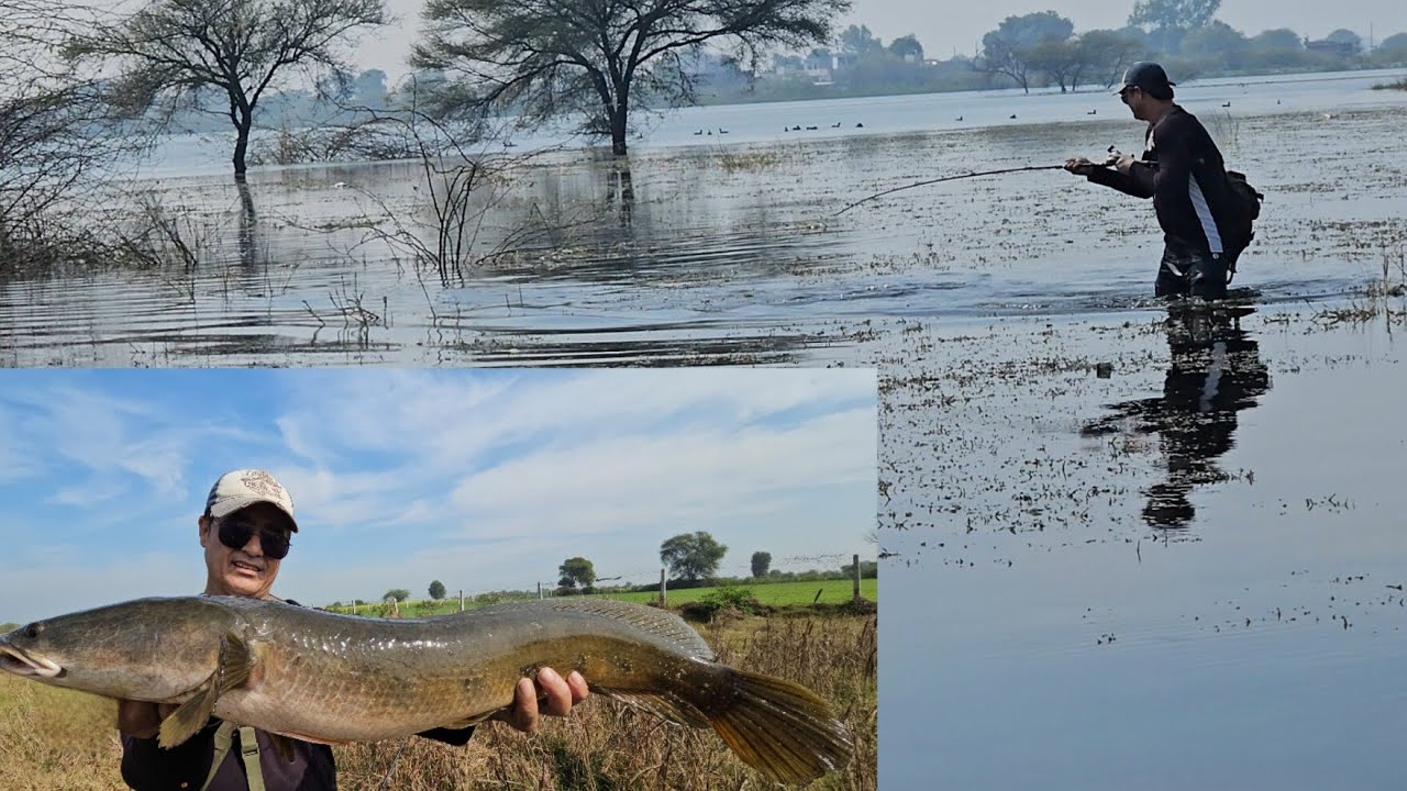 सर्दियों में snakehead मछली का शिकार। snakehead fishing technique 