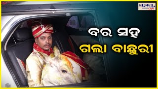 ବର ସହ ଗଲା ବାଛୁରୀ | Odia News Live Updates | Latest Odia News | Samayalive screenshot 2