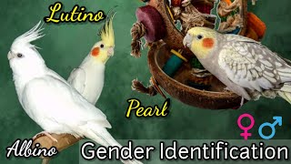 كيف تعرف جنس كوكاتيلك || تحديد جنس Lutino و Albino و Pearl Cockatiel