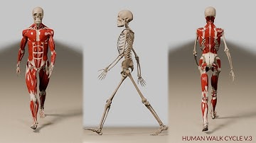 Human Gait V3  (3d Anatomy)