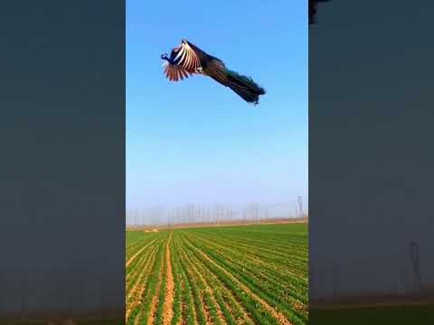 عندما يطير الطاووس