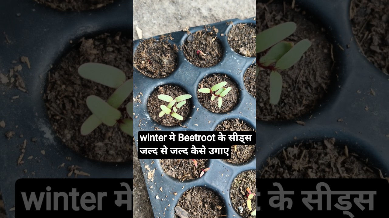 winter मे Beetroot 7 दिन मे कैसे उगाये|
