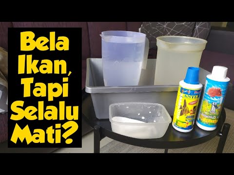 Video: Cara Menjaga Ikan Guppy