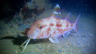Night Dive!  🤿 Cawsand, Dozens of Red Mullet, Conger Eel, Baby Cuttlefish and Squid 🦑 