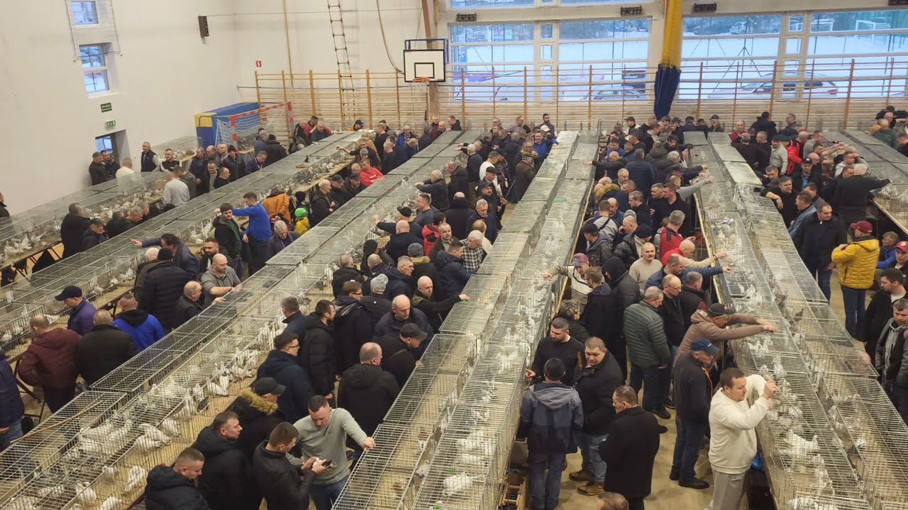 TARG RYNEK WYSTAWA HALINÓW 👌JEDZIEMY NA WYSTAWE💪 SUPER I BARDZO DUŻA WYSTAWA W HALINOWIE👍💪ZAPRASZAM 