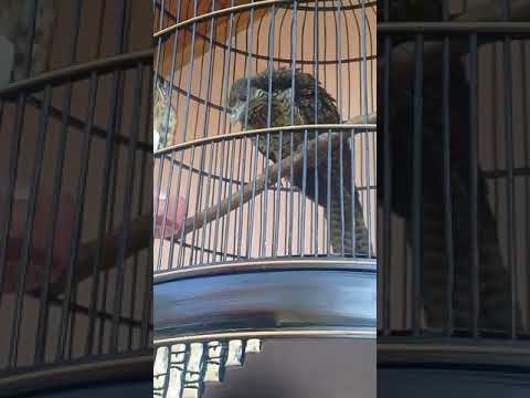 Kedasih Gacor Bali Youtube