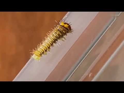 Giant Moth Trusts Her Rescuer To Raise Her Babieszz