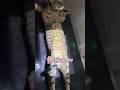 いい子にレントゲンを撮られるサバンナキャット