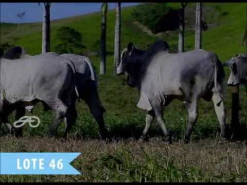 LOTE 46