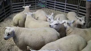 Kevin Mcdermott On The Performance Of One Star And Five Star Rams