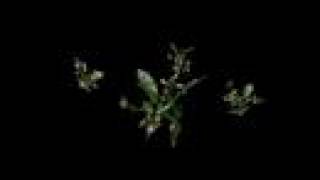 Spore Creature - Uni Dragon Dancing