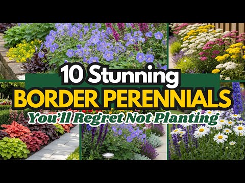 10 Stunning Border Perennials You’ll Regret Not Planting 🌼 (Zone Friendly!)