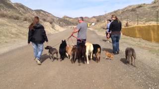 Pack walking with Cesar