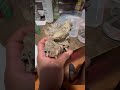 toothless on his cork bark #explore #gecko #foryou #leachianus #gta #youtubeshorts #reptiles #fun