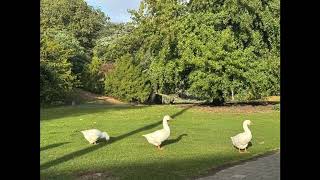 (free) the beatles x geese type beat - imaginary