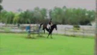 Horse Jumping Two To Tango