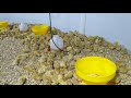 Recepción de  gallinas ponedoras bbs en  avícola los Andes.