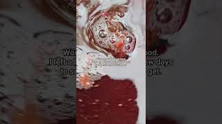 Worms Cant Eat Hard Food