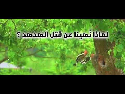 لماذا حرم الله قتل الهدهد
