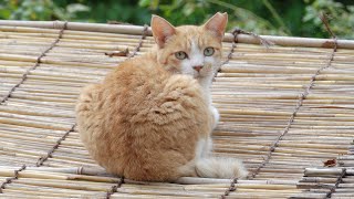 【干物猫】藁の上で雨に濡れた体を乾かす茶シロ猫