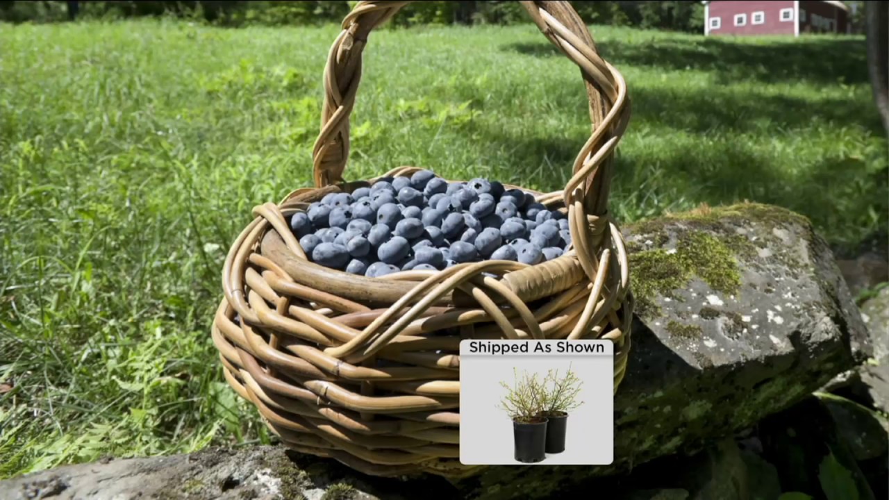 Cottage Farms 2 Pc Top Hat Blueberry Collection On Qvc Youtube