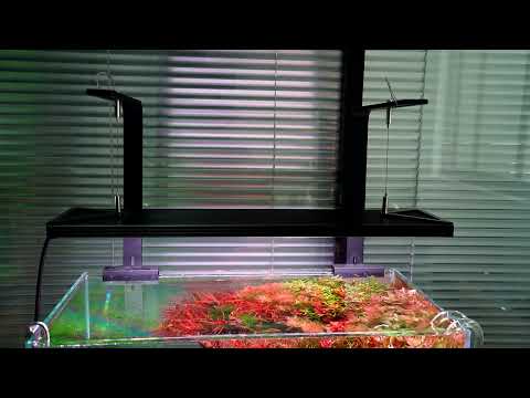 Video Đèn Thủy Sinh Cao Cấp Chihiros WRGB II Pro - youtube