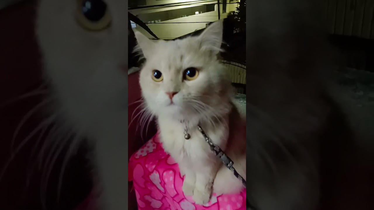 Sara gudiya husband ko maaray 😭Bechara sultan 