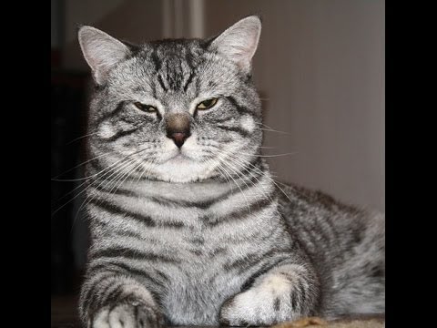 Корм для кошек Royal Canin Hair and Skin