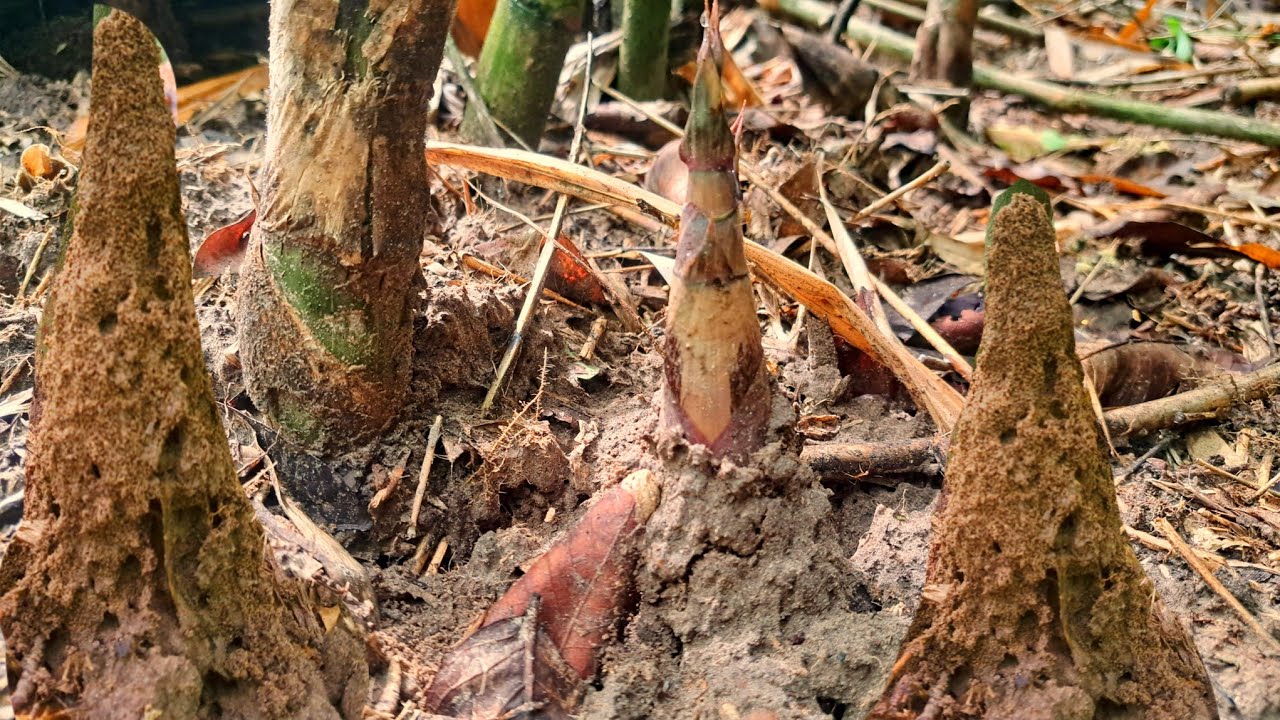 หลังจากบ่ได้มาเบิ่งสี่ห้ามื้อ‼️ป้าด‼️หาสอสามกอเกือบเต็มเป้😱😱😱16ส.ค68