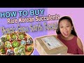 How to Buy Korean Succulents Direct From South Korea From Online/Where and What/Unboxing