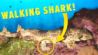 This Shark Can Walk!
